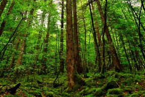世界羽毛球公开赛：技战术细化与体能储备共同决定赛场走向，2020世界羽毛球比赛